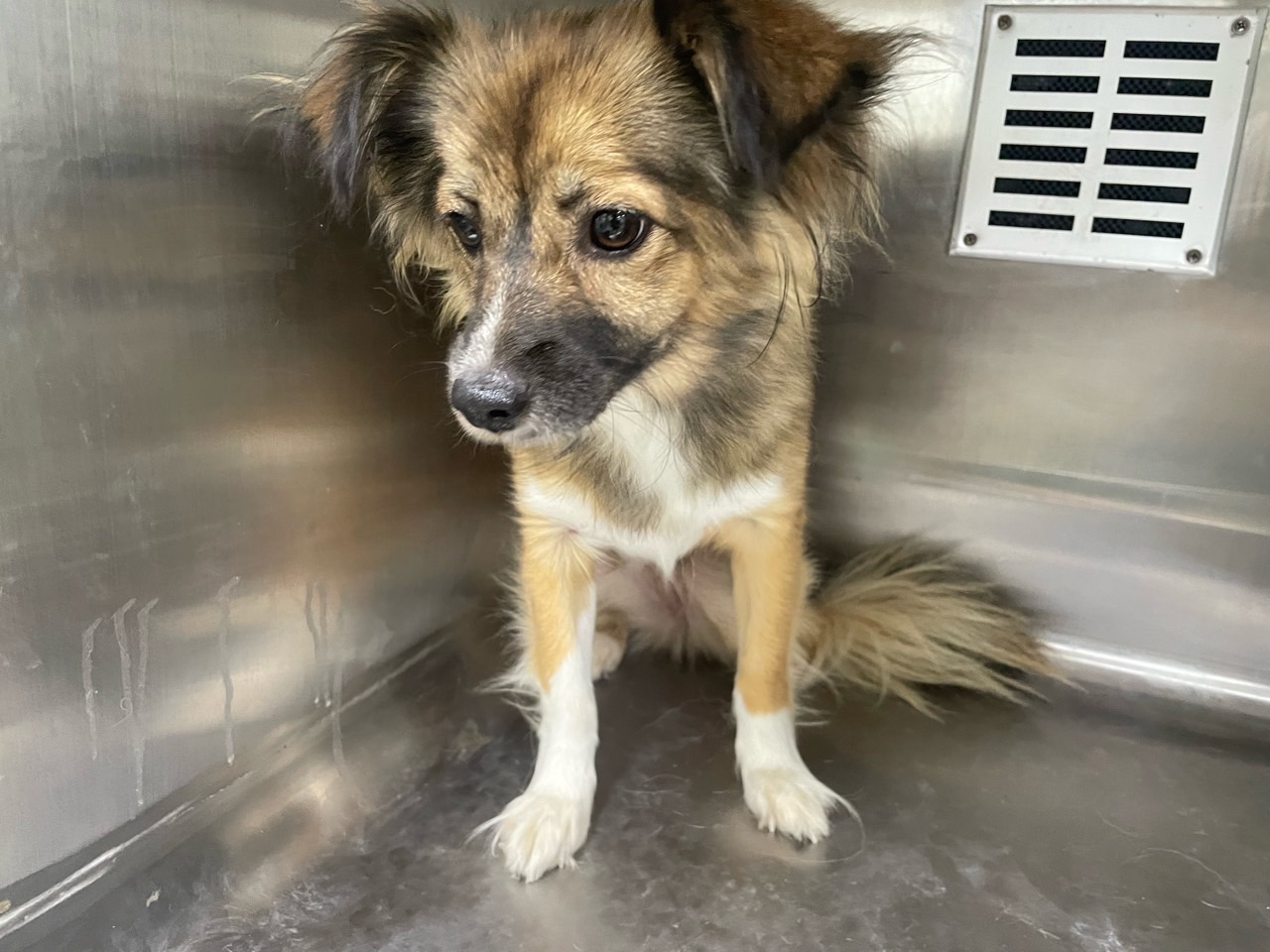 남양주시동물보호센터_441399202301943